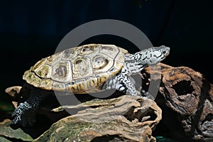 Diamondback terrapin tortoise