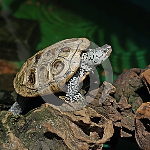 Diamondback terrapin tortoise