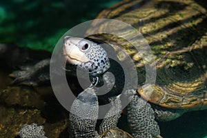 Diamondback terrapin tortoise