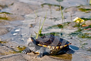 Diamondback Terrapin photo