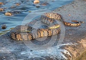 Diamondback Water Snake