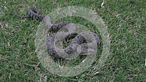 Diamondback Water Snake,