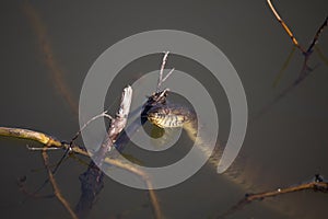 Diamondback Water Snake Flicking Its Tongue