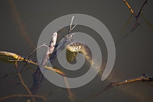 Diamondback Water Snake Flicking Its Tongue