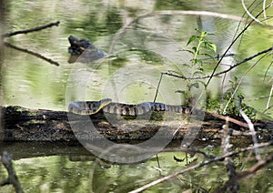 Diamondbacked water snake basking in sun