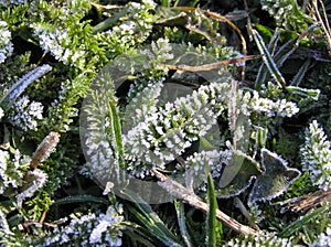 Diamonds scattering of a frost