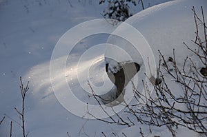 Diamonds and shadows: Snow Sparkles in the Cascades at Christmastime photo