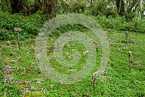 Dian Fossey's grave besides her most beloved gorillas known from the movie gorillas in the mist photo