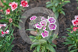 Dian-thus flower in garden at day