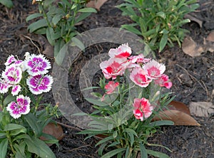 Dian-thus flower in garden of the home photo