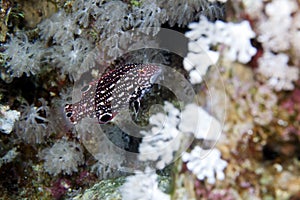 Diana hogfish (bodianus diana) in de Red Sea.