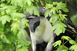 Diana Monkey photo