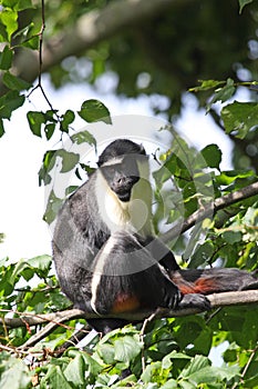 Diana Monkey photo