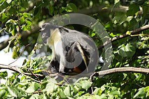Diana Monkey