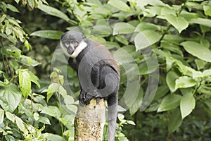 Diana Monkey - Cercopithecus diana - Uganda, Africa photo