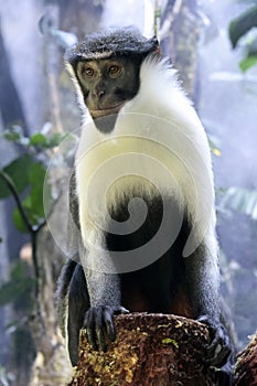 The Diana monkey (Cercopithecus diana)