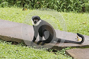 Diana Monkey photo