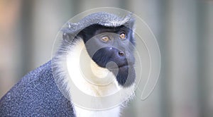 Diana monkey, Cercopithecus diana, scream, crescent-shaped browband, ruff and beard. Wildlife animals. Portrait