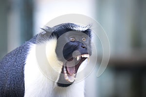 Diana monkey, Cercopithecus diana, scream, crescent-shaped browband, ruff and beard. Wildlife animals. Portrait