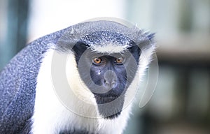 Diana monkey, Cercopithecus diana, scream, crescent-shaped browband, ruff and beard. Wildlife animals. Portrait