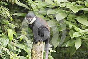 Diana Monkey - Cercopithecus diana - Uganda, Africa