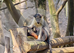 Diana monkey, Cercopithecus diana. Watching of monkeys life