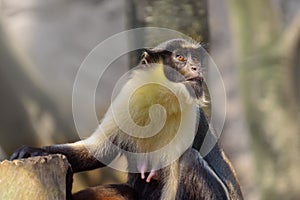 Diana monkey, Cercopithecus diana. Watching of monkeys life. Portrait