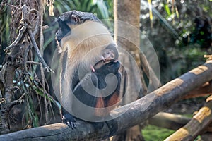 Diana monkey and monkey cub. A dark grey Old World monkey with white throat, crescent-shaped browband, ruff and beard