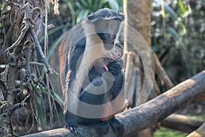 Diana monkey and monkey cub. A dark grey Old World monkey with white throat, crescent-shaped browband, ruff and beard. Wildlife