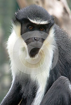 Diana Monkey portrait photo