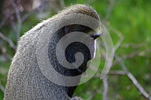 Diana Monkey Portrait photo