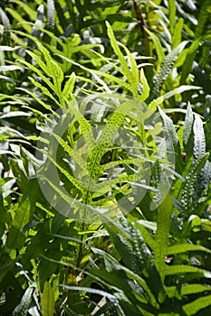 Dianella caerulea plants