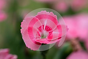 Dianthus