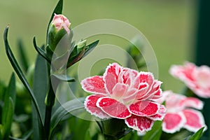 Dianthus