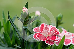 Dianthus