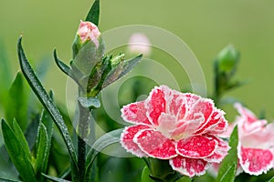 Dianthus