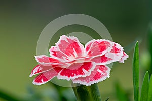 Dianthus