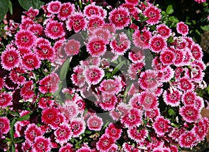 Dianthus