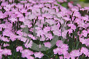 Dianthus