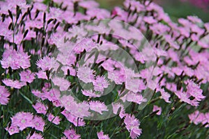 Dianthus