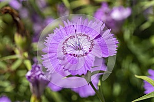 Dianthus amurensis `Siberian Blue`