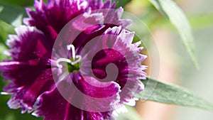 Dianthus barbarous ,sweet William