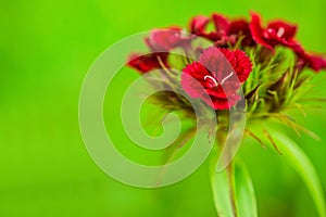 Dianthus barbatus