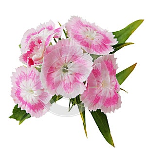 Dianthus Barbatus