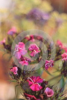 Dianthus barbatus 6306