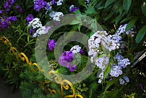 Dianthus barbatus