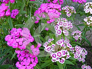 Dianthus barbatus  Diadem and chinensis of purple and pink color. Countryside gardening. Spring blossom background. Gardening