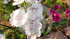 Dianthus barbatus flower in garden.