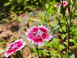 Dianthus barbatus flower in garden.