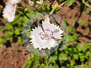 Dianthus barbatus flower in garden.